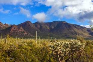 Saguaro National Park-6456.jpg